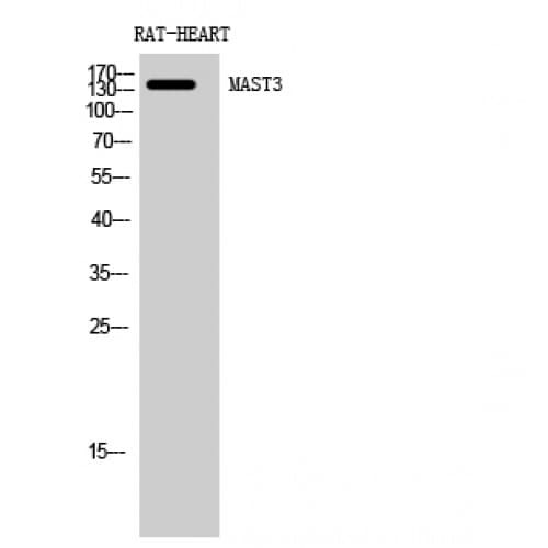 Polyclonal Rabbit anti-Human MAST3 Antibody (1010-1090 aa, C-terminal, WB)