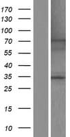 Human NFKBIZ / IKBZ Protein (Over-Expression Lysate Myc-DDK (Flag))