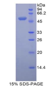 Mouse PRDX3 / Peroxiredoxin 3 Protein (Recombinant His-GST)
