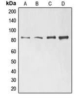 Polyclonal Rabbit anti-Human ELMO1 / ELMO 1 Antibody (N-Terminus, WB)