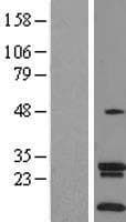 SLC35A4 Protein (Over-Expression Lysate Myc-DDK (Flag))