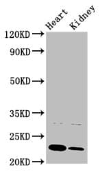PTPMT1 Antibody (aa28-201)