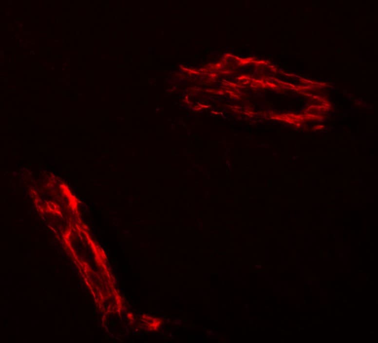 IHC-plus™ RAPGEF3 / EPAC Antibody