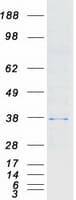 Human HAX-1 Protein (Recombinant Myc-DDK (Flag))
