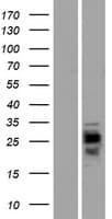 CMTM1 Protein (Over-Expression Lysate Myc-DDK (Flag))