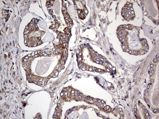DOCK8 Antibody (aa832-1160, clone OTI4H10)