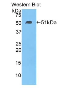 MtTFA / TFAM Antibody (aa43-244)
