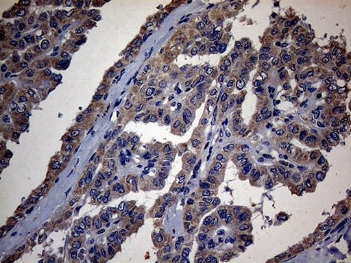 PON3 Antibody (aa30-319, clone OTI1A5)