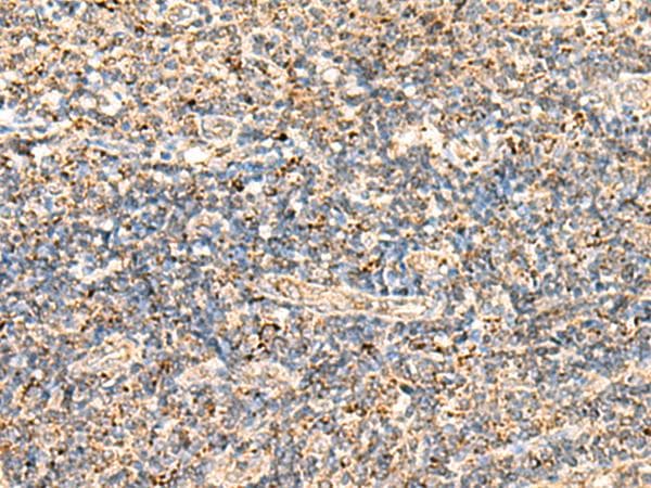 ECH1 Antibody