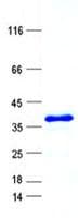 Human EIF3G Protein (Recombinant His, N-Terminal)