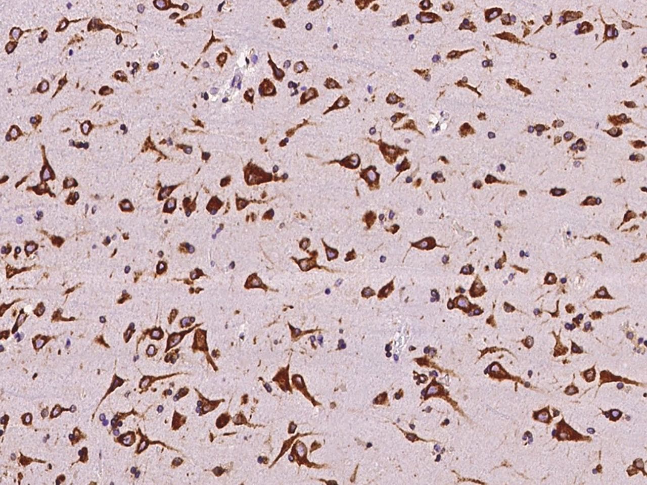 NUCB1 / Nucleobindin Antibody