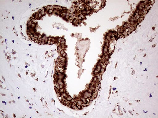 Monoclonal Mouse anti-Human SHMT / SHMT2 Antibody (clone OTI1E12, Carrier-free, IHC, WB)