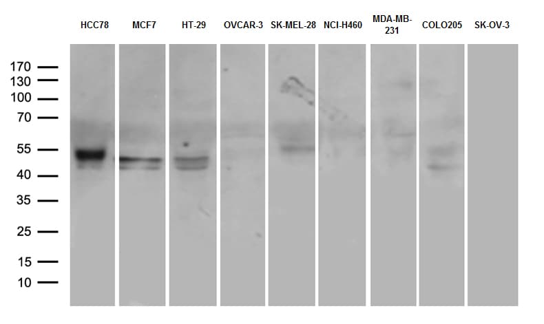 CD274 / B7-H1 / PD-L1 Antibody (aa19-290, clone OTI16H9, Carrier-free)