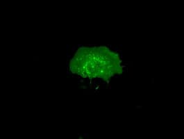 RNF144B Antibody (clone OTI1G5)