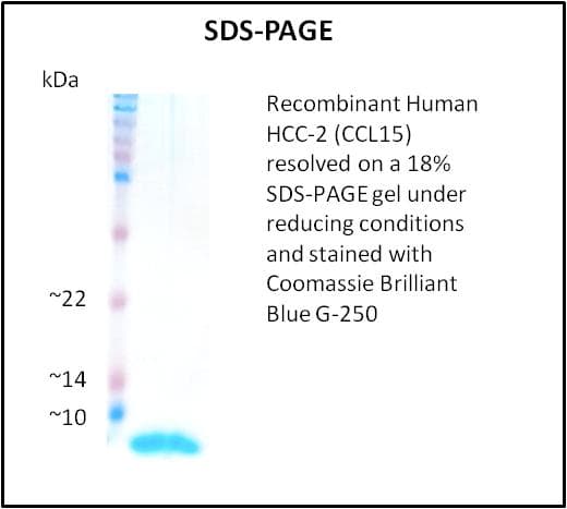 Human CCL15 / MIP5 Protein (Recombinant)