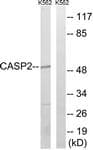 CASP2 / Caspase 2 Antibody (p157)
