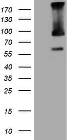 TRIM56 Antibody (aa311-554, clone OTI5A1, Carrier-free)