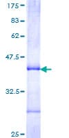 Human CYP2J2 Protein (Recombinant GST, N-terminus)