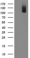 PDE2A Antibody (clone OTI4D2)