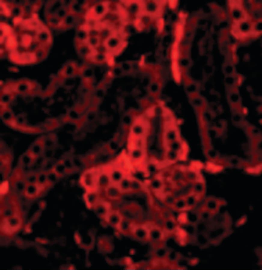 IHC-plus™ Polyclonal Rabbit anti-Human IRF3 Antibody (IHC, IF, WB)
