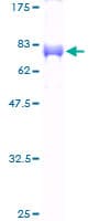 Human TFDP2 / DP2 Protein (Recombinant GST)
