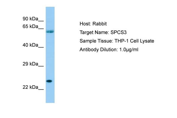 SPCS3 Antibody (aa51-100)