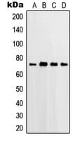 IHC-plus™ PTGS2 / COX2 / COX-2 Antibody (C-Terminus)