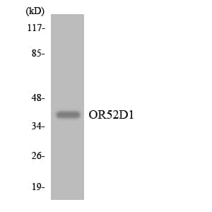 OR52D1 Antibody (aa258-307)