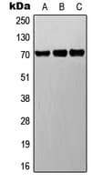 DNER / BET Antibody (C-Terminus)
