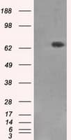 XRCC1 Antibody (clone OTI3C3)