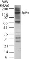 Polyclonal Rabbit anti-Coronavirus SARS-CoV Spike Glycoprotein Antibody (aa755-769, WB)