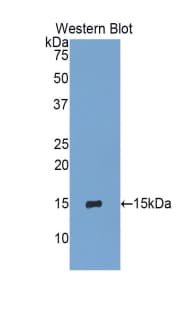 IL25 / IL17E Antibody (aa32-148)