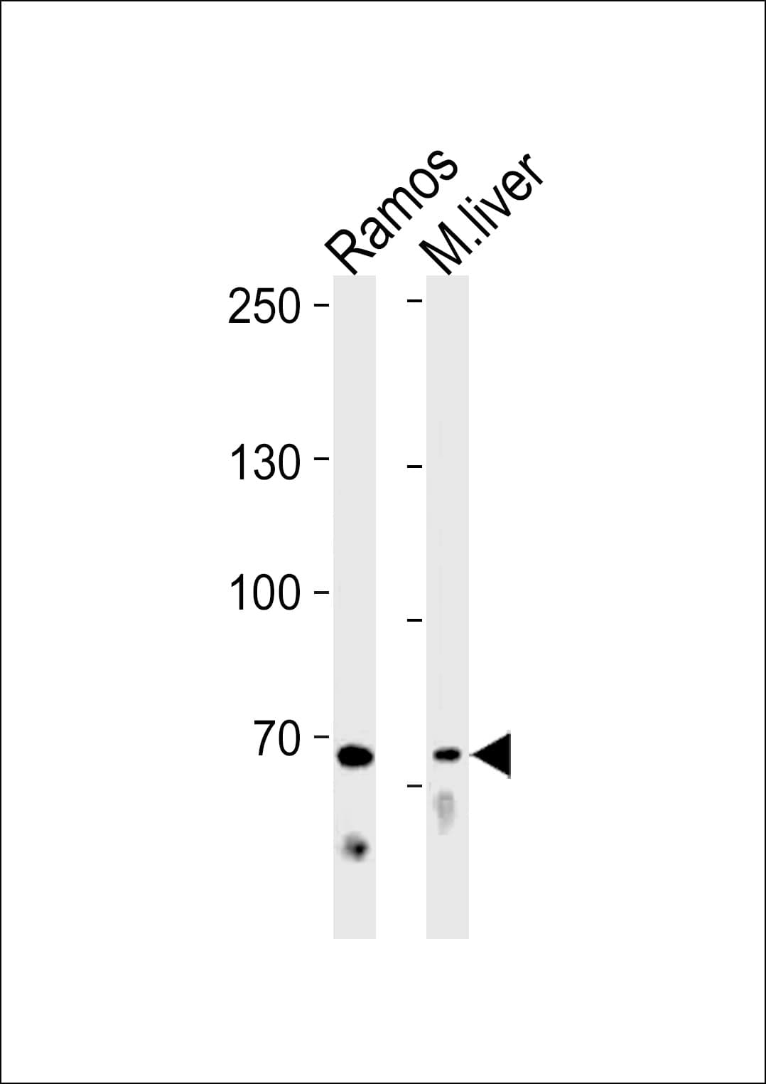 TICAM1 / TRIF Antibody (aa115-143)