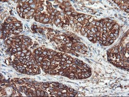 USP9X / FAM Antibody (clone OTI2G7)