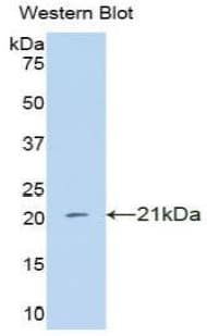 IFNA4 / Interferon Alpha 4 Antibody (aa10-163)