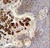 COL19A1 / Collagen XIX Antibody (aa144-170)