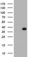 LRRC39 Antibody (clone OTI2D9)