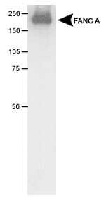 Polyclonal Rabbit anti-Human FANCA Antibody (aa1200-1300, WB)