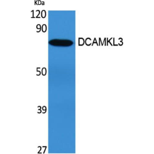 DCLK3 / CLR Antibody (260-340 aa, Internal)