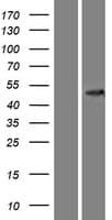 CCBL2 Protein (Over-Expression Lysate Myc-DDK (Flag))
