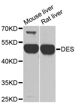 DES / Desmin Antibody