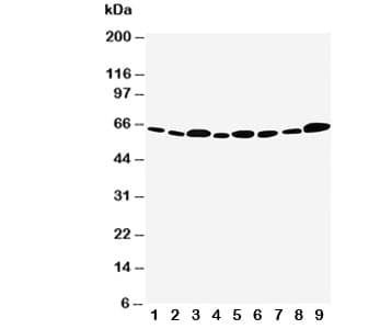 API5 Antibody (aa487-504)