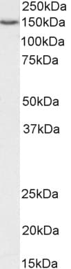IHC-plus™ SRRT / ARS2 Antibody
