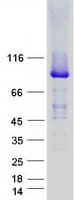 Human UNC45A Protein (Recombinant Myc-DDK (Flag))