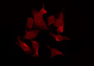 VANGL1 Antibody