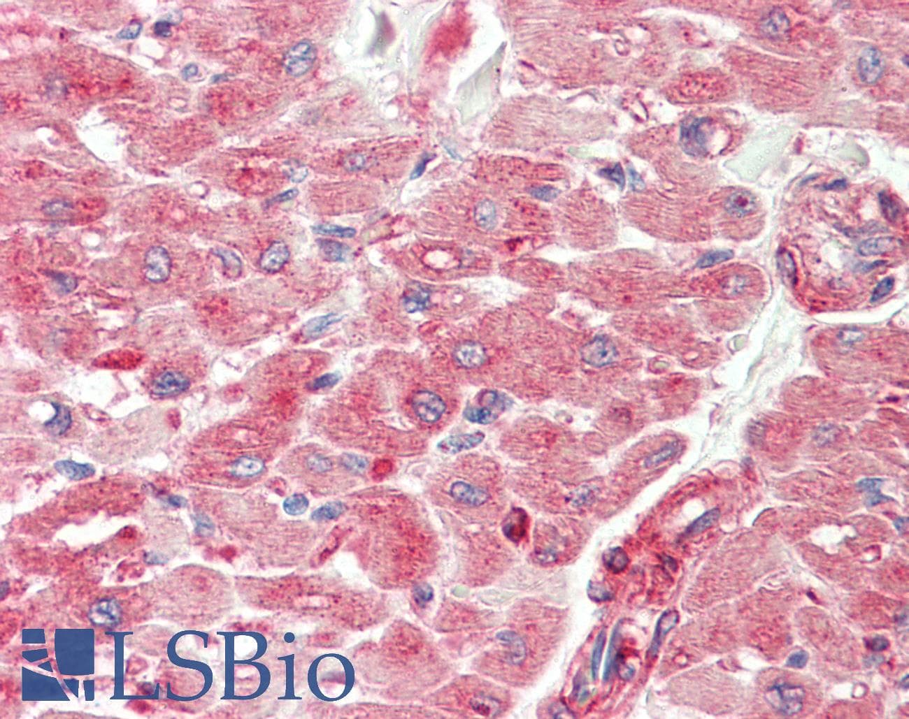 IHC-plus™ TNFSF12 / TWEAK Antibody (Pro73)