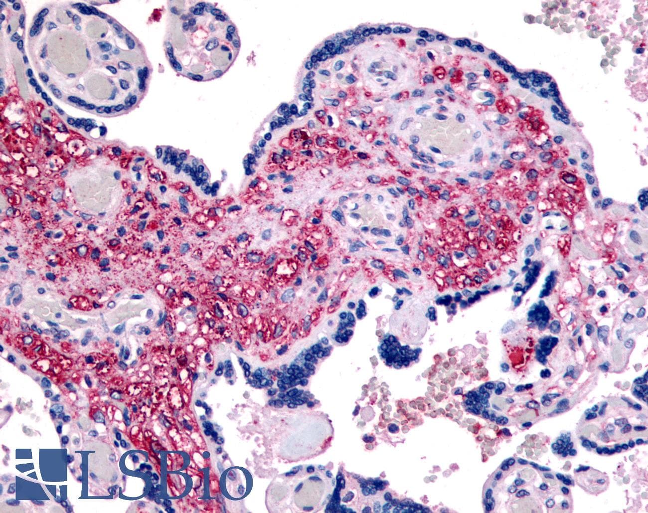 IHC-plus™ NET1 / ARHGEF8 Antibody (C-Terminus)