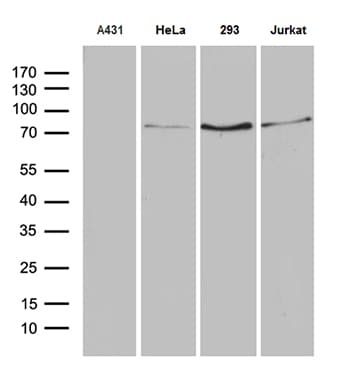 SLU7 / 9G8 Antibody (aa1-300, clone OTI7B7)