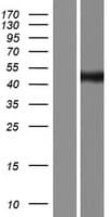 TRAPPC13 / C5orf44 Protein (Over-Expression Lysate Myc-DDK (Flag))
