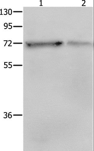 PTPN11 / SHP-2 / NS1 Antibody